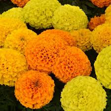 African Marigold Seeds Mix