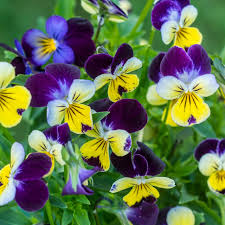 Heirloom Viola Seeds – Johnny Jump Up for Planting