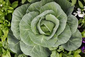 Kohl Samen für den Gartenbau