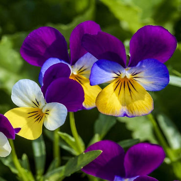 Heirloom Viola Seeds – Johnny Jump Up for Planting