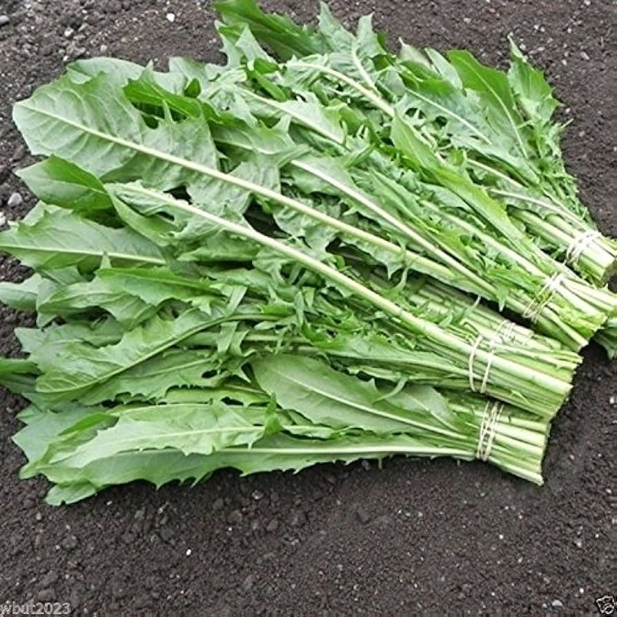 Chicory  Seeds - for Planting