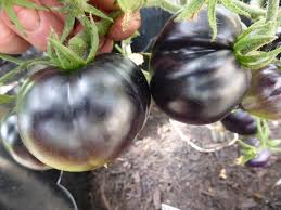 Cherry Tomato Seed Black -For Home Vegetable Garden