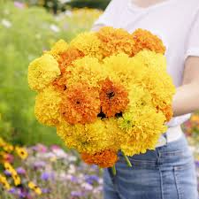 African Marigold Seeds Mix