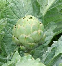Graines d'artichaut vert pour jardin maison