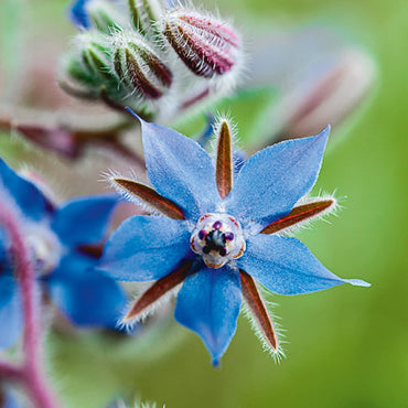 Light Blue Borage Seeds for Garden Planting
