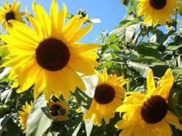 Organic Sunflower Seeds