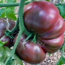 Cherokee Purple Heirloom Tomato Seeds