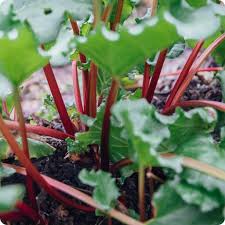 Graines de légumes Rhubarb Leader