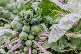 Rosenkohl Samen - Heimgarten