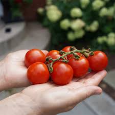 Organic Tomato Seeds for Planting – Non-GMO, Heirloom, Easy to Grow, Annual