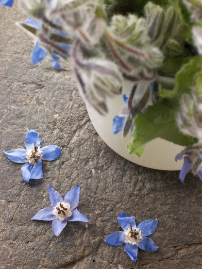 Light Blue Borage Seeds for Garden Planting