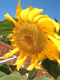 Organic Sunflower Seeds