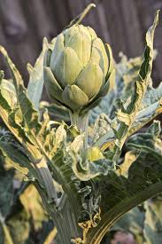 Green Artichoke Seeds for Home Garden