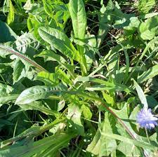 Chicory  Seeds - for Planting