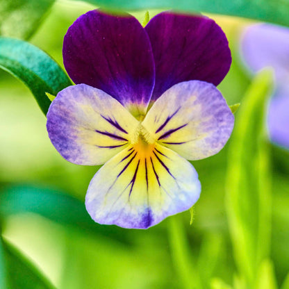 Heirloom Viola Seeds – Johnny Jump Up for Planting