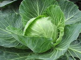 Kohl Samen für den Gartenbau
