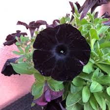 Petunias Seeds for Planting black Color