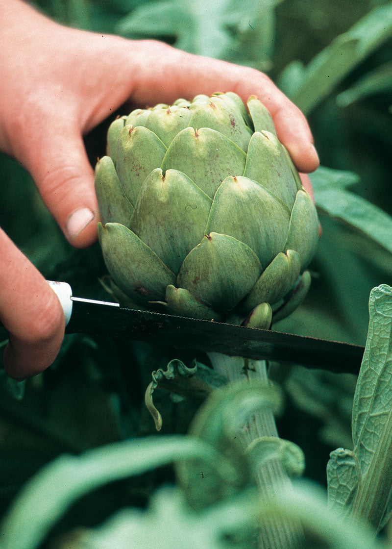 Green Artichoke Seeds for Home Garden