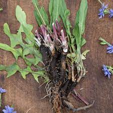 Chicory  Seeds - for Planting