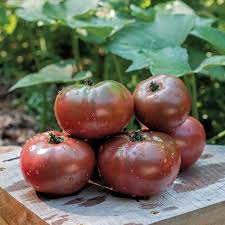 Cherokee Purple Erbstück Tomatensamen