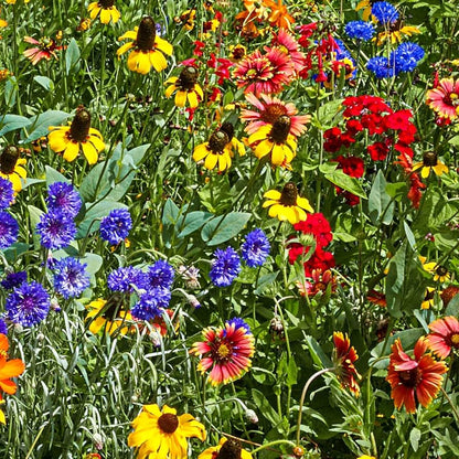 Wildflower Mix Seeds
