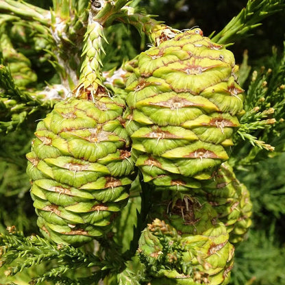 Sequoiadendron Giganteum Kräutersamen