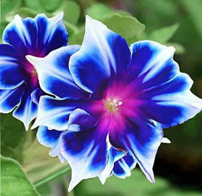Blau-weiße Prunkwinden-Blumensamen