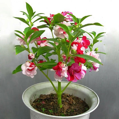 Mixing Camellia Flowers Seeds