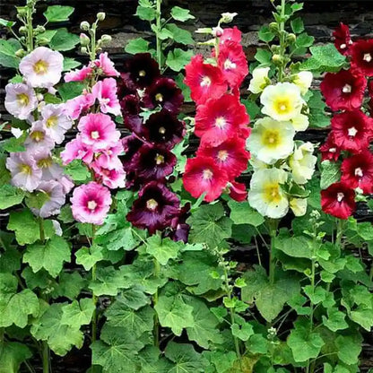 Mixed Color Hollyhock Flower Seeds
