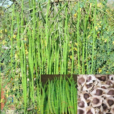 ドラムスティック野菜の種