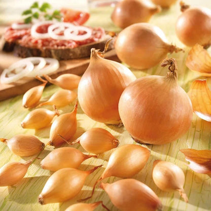 スイートオニオン野菜の種