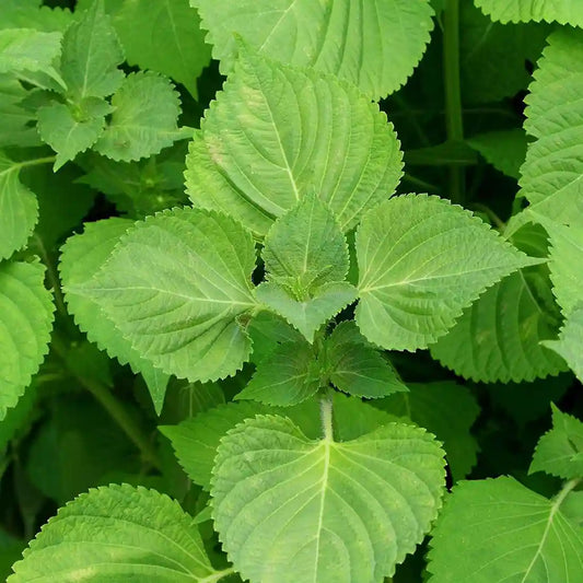 Semillas de la hierba de la planta de bistec