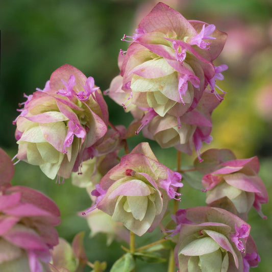 Ornamental Oregano Flower Seeds