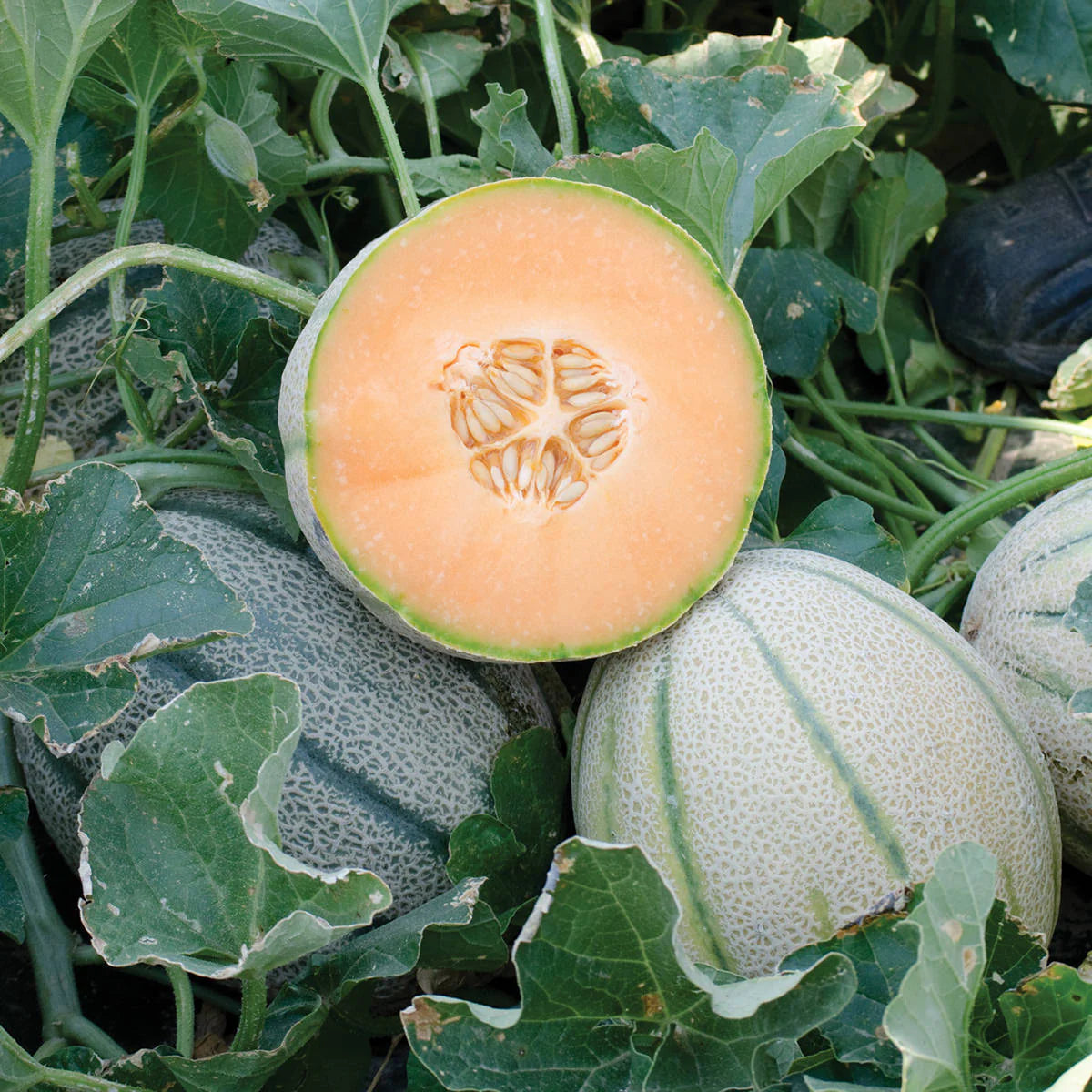Toskanische Cantaloupe-Fruchtsamen