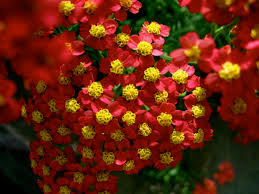 yarrow flower seeds red & yellow