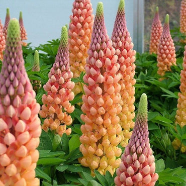 Lupine Wildflower Seeds orange yellow