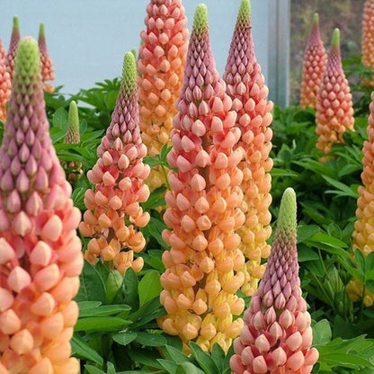Lupine Wildflower Seeds orange yellow
