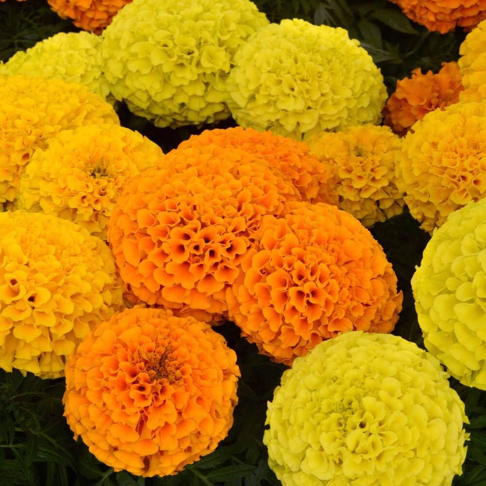 Non-GMO Marigold Seeds  Brighten Your Garden with Color