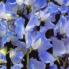 Sweet Pea Flower seeds for Planting Hardy Variety Heirloom & GMO Free Seeds for Home Garden 
 
 Sale for planting in home garden