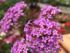 Heirloom Yarrow Achillea Flower seeds for Planting Colorful Display Heirloom & GMO Free Seeds for Home Garden 
 
 Sale for planting in home garden