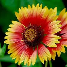 Heirloom Blanket Flower seeds for Planting Premium Quality Heirloom & GMO Free Seeds for Home Garden 
 
 Sale for planting in home garden