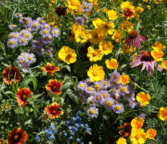 Wildflower Mix Birds Bees & Butterflies