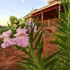 Chilopsis Flower seeds for Planting Colorful Display Heirloom & GMO Free Seeds for Home Garden 
 
 Sale for planting in home garden