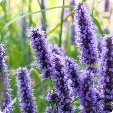 Heirloom Hyssop Flower seeds for Planting Sun Loving Heirloom & GMO Free Seeds for Home Garden 
 
 Sale for planting in home garden