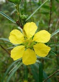 Sinicuichi Flower seeds for Planting - Hardy Variety, Heirloom & GMO Free Seeds for Home Garden
 
 Sale for planting in home garden.