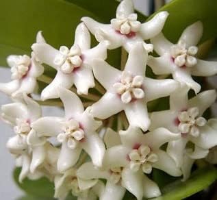 Hoya White Flower seeds for Planting - Wildflower Mix, Heirloom & GMO Free Seeds for Home Garden
 
 Sale for planting in home garden.