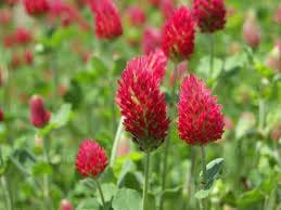 Manure Flower seeds for Planting - Perfect for Borders, Heirloom & GMO Free Seeds for Home Garden
 
 Sale seeds for planting in home garden