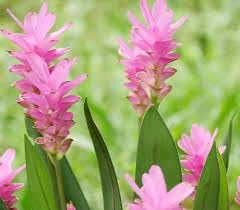 Curcuma Flower seeds for Planting - Seasonal Bloomer, Heirloom & GMO Free Seeds for Home Garden
 
 Sale for planting in home garden.