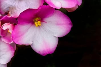 Pink White African Violet or Saintpaulia ionantha. Flower seeds for Planting - Cottage Garden Essential, Heirloom & GMO Free Seeds for Home Garden
 
 Sale seeds for planting in home garden