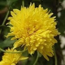 Yellow Chrysanthemum Flower seeds for Planting Drought Tolerant Heirloom & GMO Free Seeds for Home Garden 
 
 Sale seeds for home garden planting